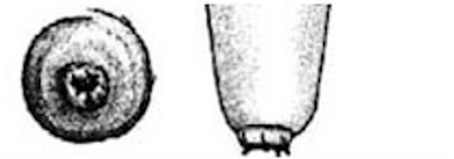Illustration of the bottom and side of a teat with a very rough hyperkeratic ring