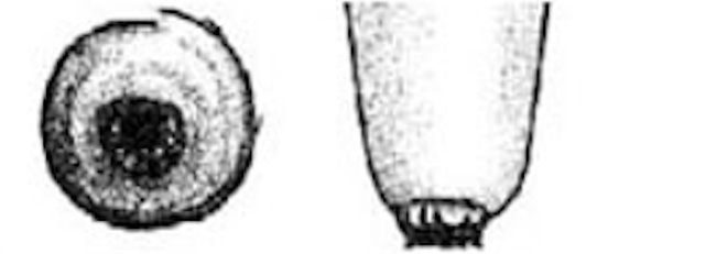 Illustration of the bottom and side of a teat with open lesions