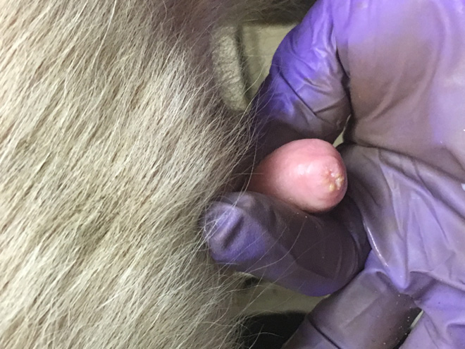 photo of teat end showing hyperkeratosis