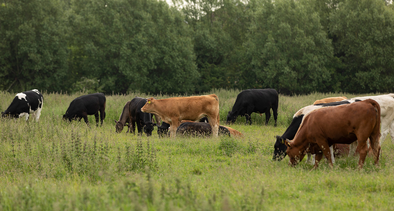 Cows in a field