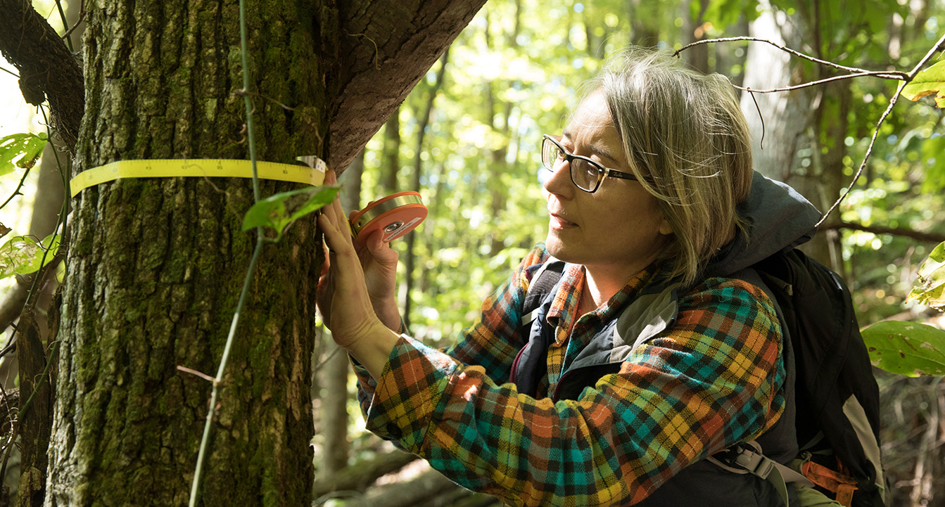 Lady measuring width of tree trunk