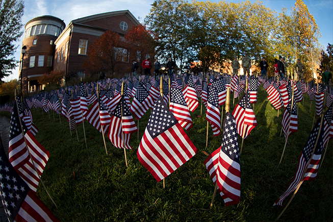 American flags on a lawn