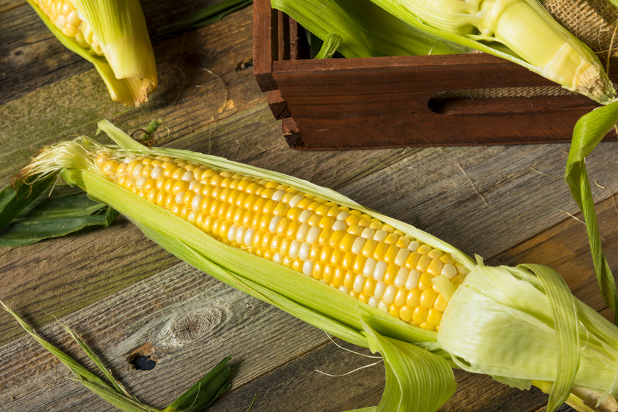 bicolor sweet corn