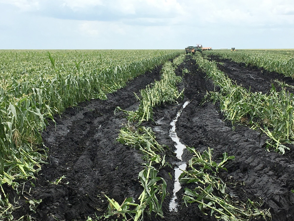 Thick, dark soil in a corn field looks waterlogged.