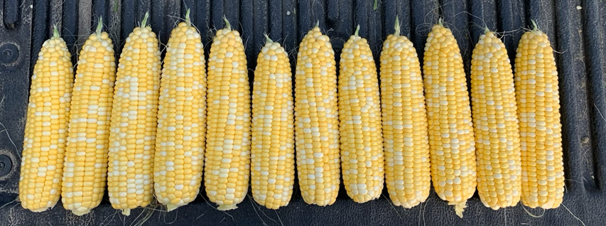 These ears of corn show good tip fill, with full kernels all the way up the shaft.