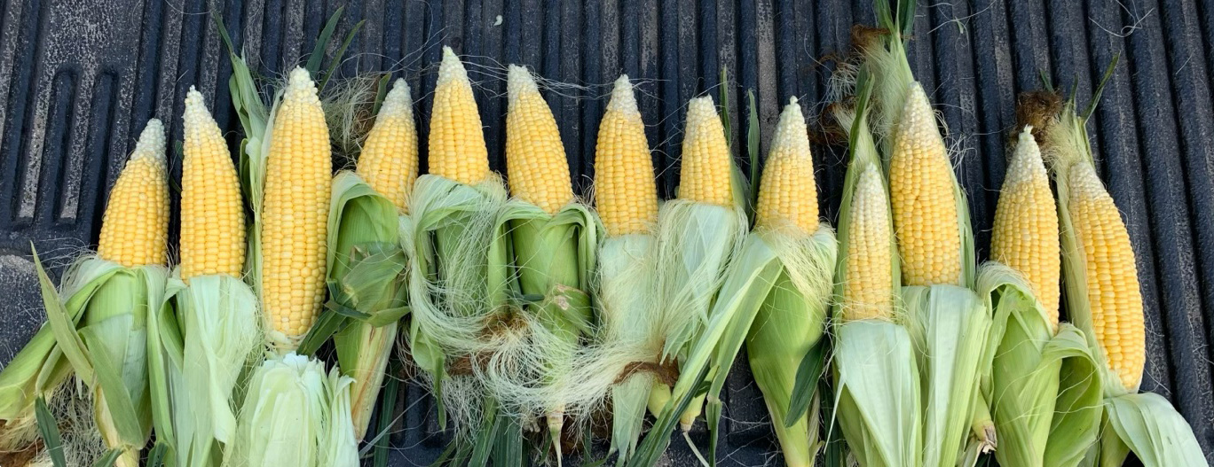 Ears showing poor tip fill, with tiny kernels at the top of the shaft.
