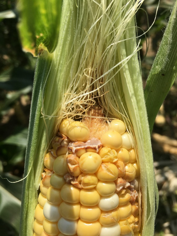 Kernels in this ear of corn have split, leaving the ear vulnerable to secondary infections