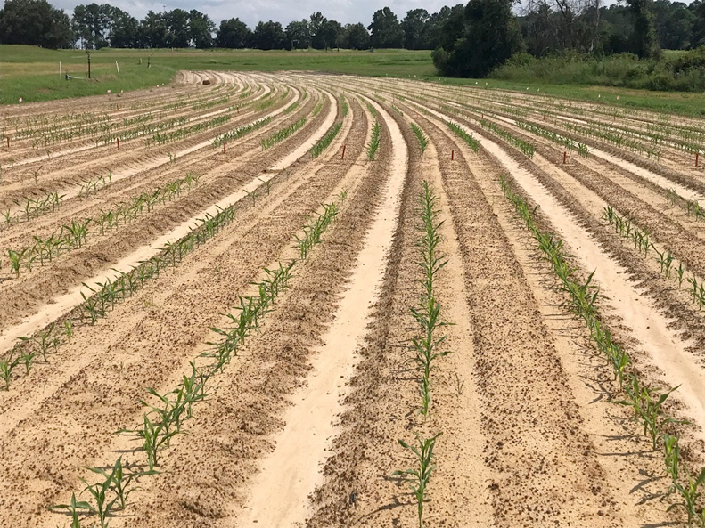 A cultivated field is planted with sweet corn for a study at UGA Tifton.