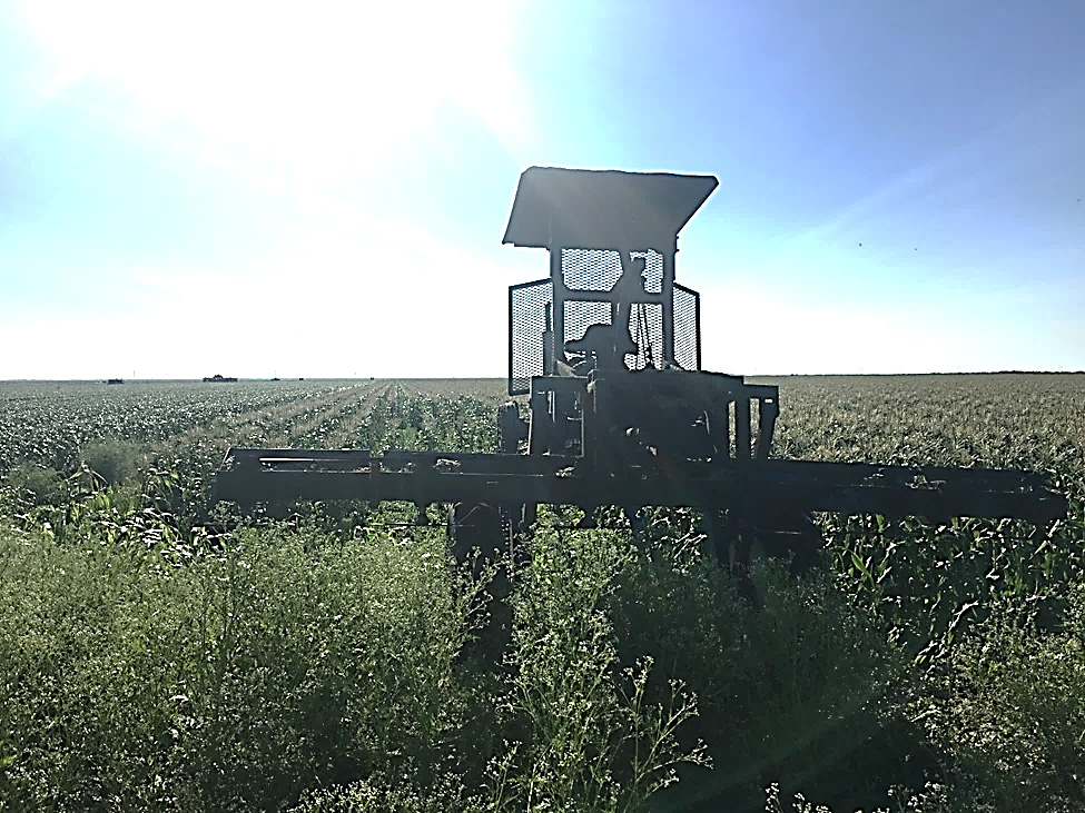 A topping mower moves through a field of sweet corn.