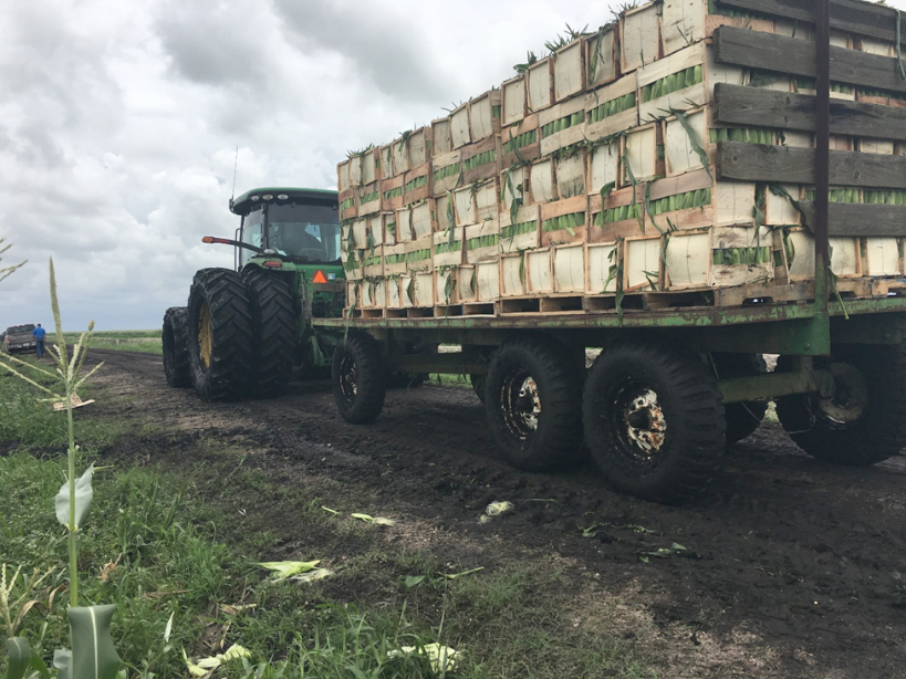 Corn in wooden crates is hauled on a large flatbed truck.