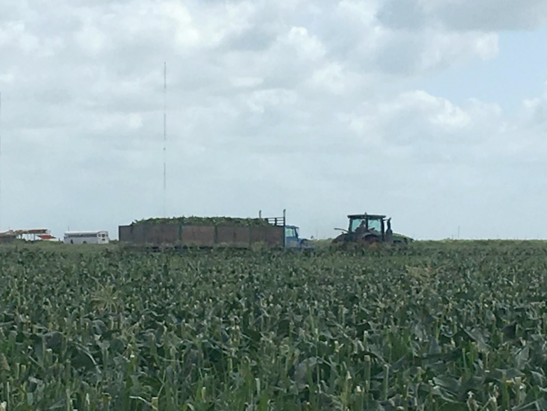 Machine-harvested sweet corn going to the packinghouse.