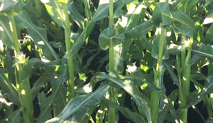 Corn at midsilk has short white silky strands on about half of the ears.