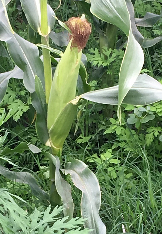 Corn ready for harvest shows full ears and the silks turning brown.