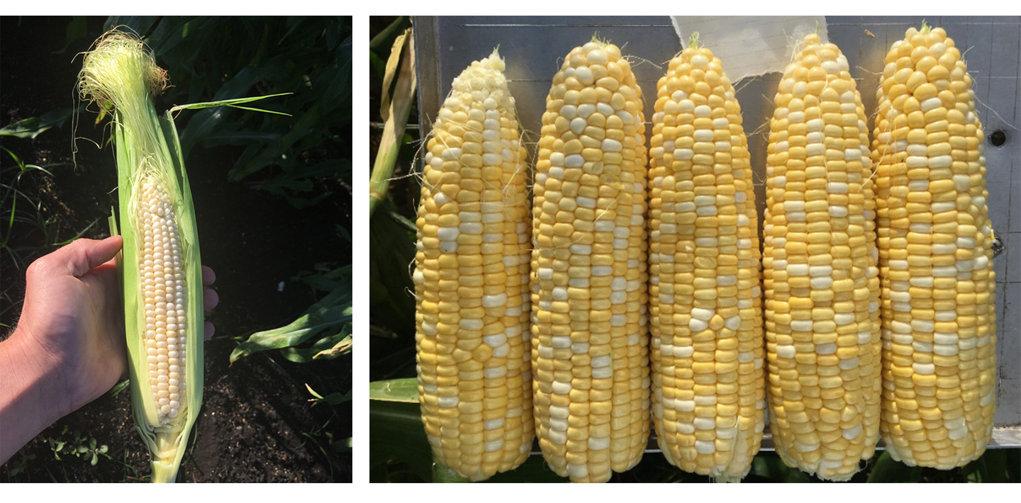 Immature corn has small, poorly colored kernels. Overmature corn has bulging, tightly packed kernels.