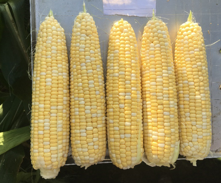 These ears of corn show good length and width.