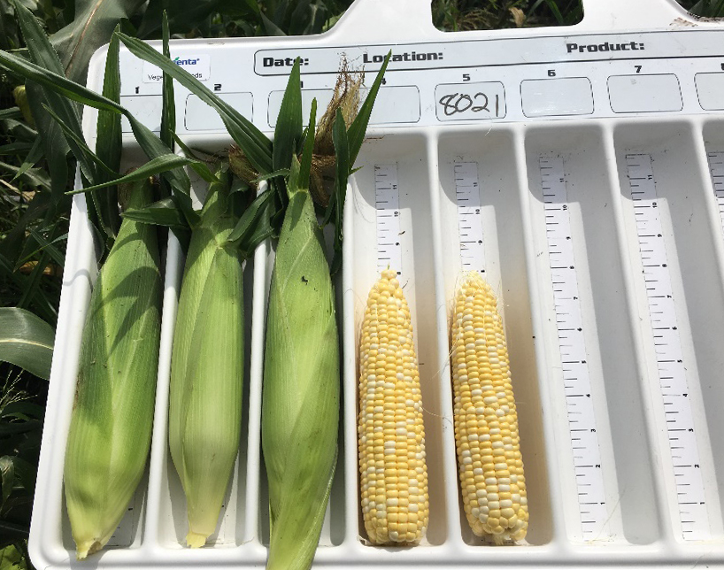 Five ears of corn are shown in an ear-measuring tray, three in husks and two without husks.