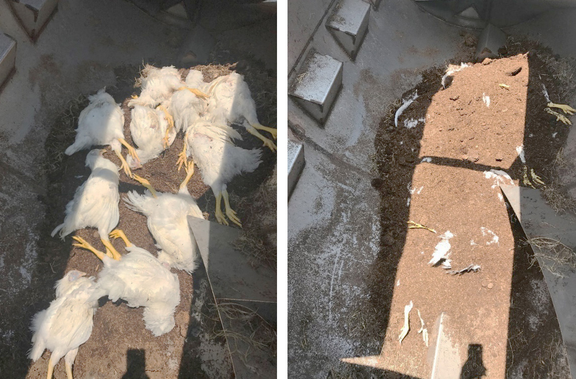 Chicken carcasses are visible on the left in a drum composter; on the right, bedding or litter material is layered on top of the chicken carcasses.