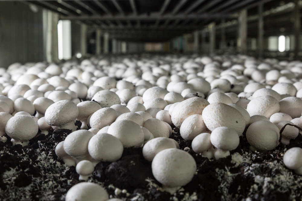 Mushrooms are grown in a darkened indoor space at a farm