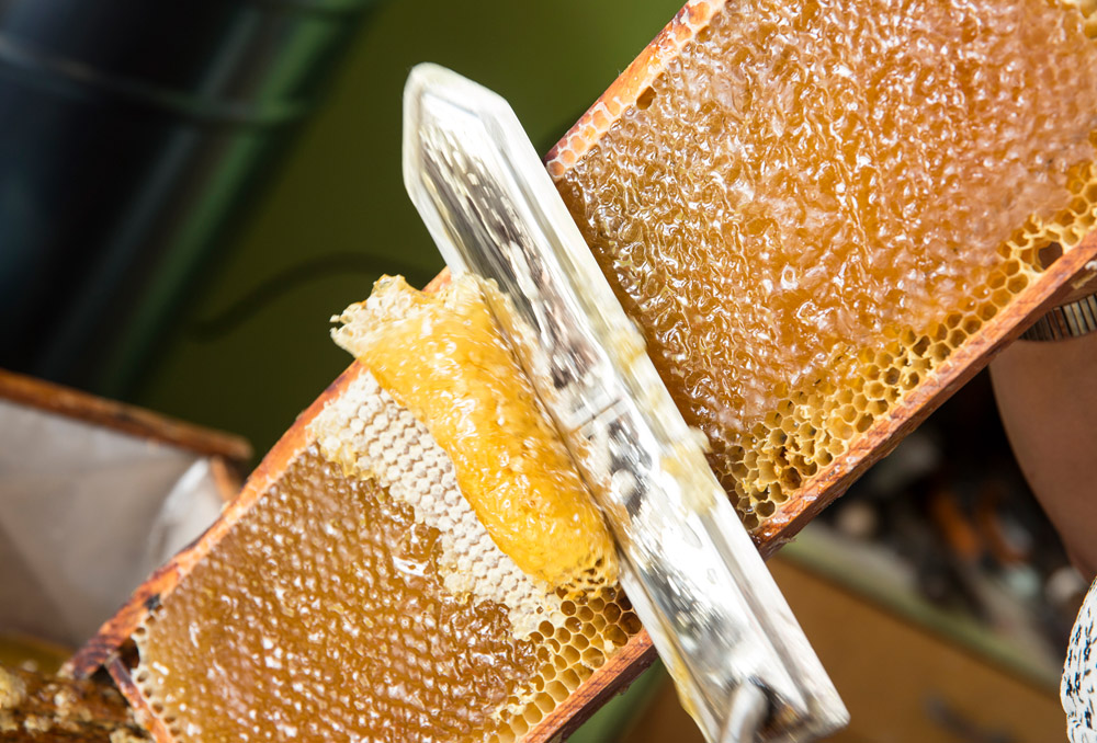 A knife slices off the wax caps on a honeycomb