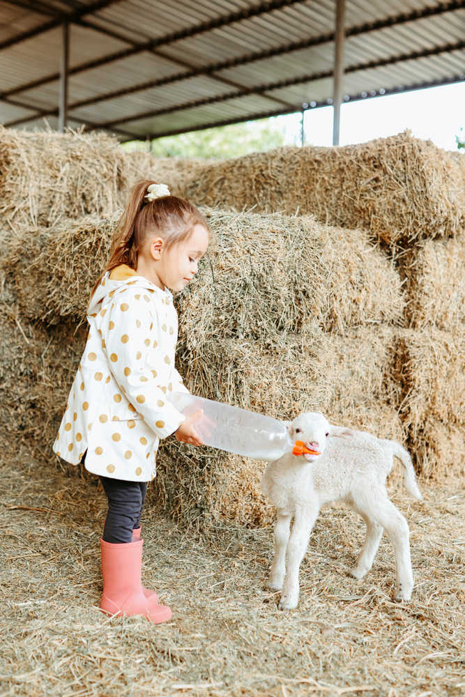 A young girl feeds a bottle to a lamb inside a barn with hay stacked up in the background