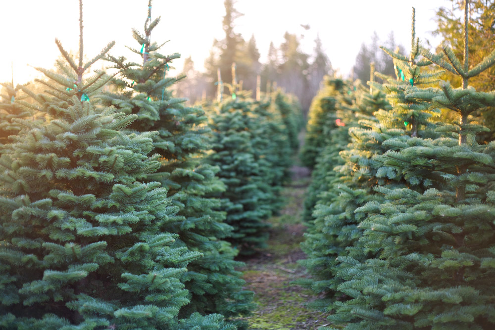Trees on a Christmas tree farm are shown at sunset