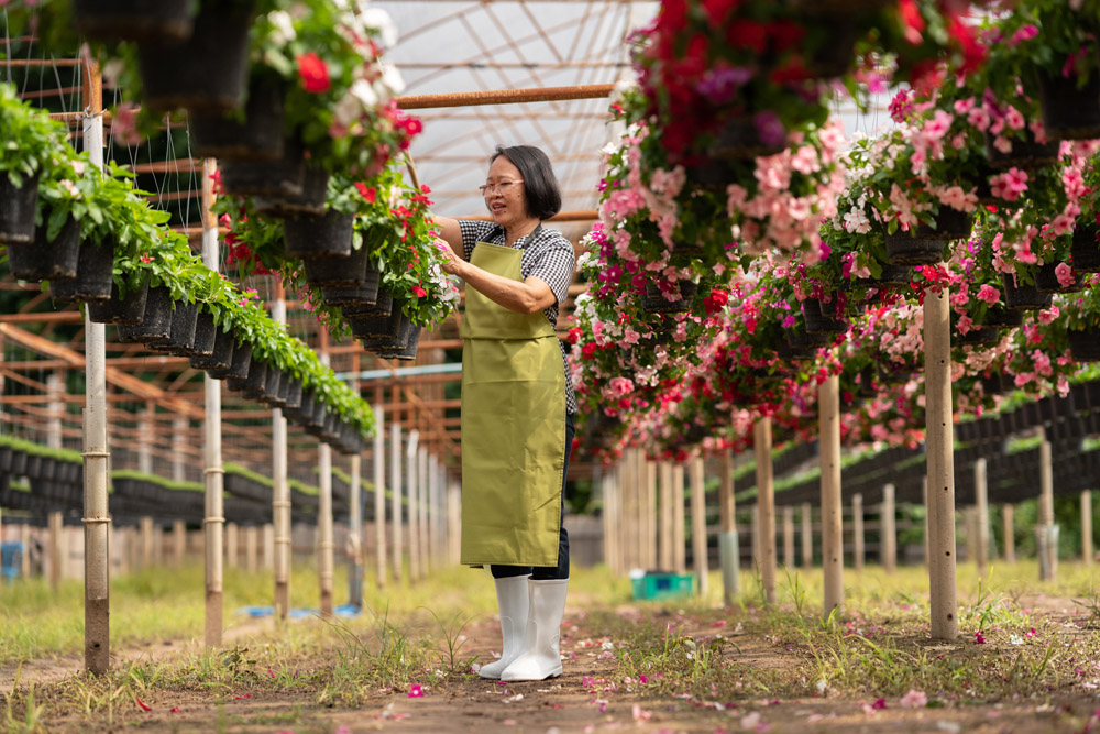 A woman tends to hanging baskets of flowers in an ornamental production greenhouse