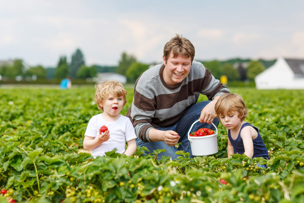 A man and two young boys pick strawberries in a field