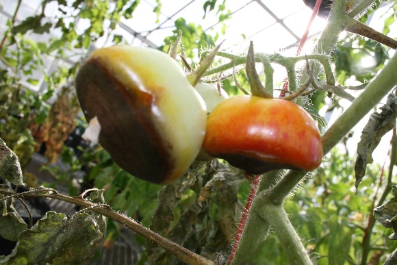 A photograph of tomato plants infected with blossom end rot