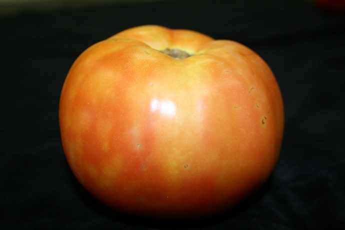 A photo of a blotchy ripening disorder in a tomato.