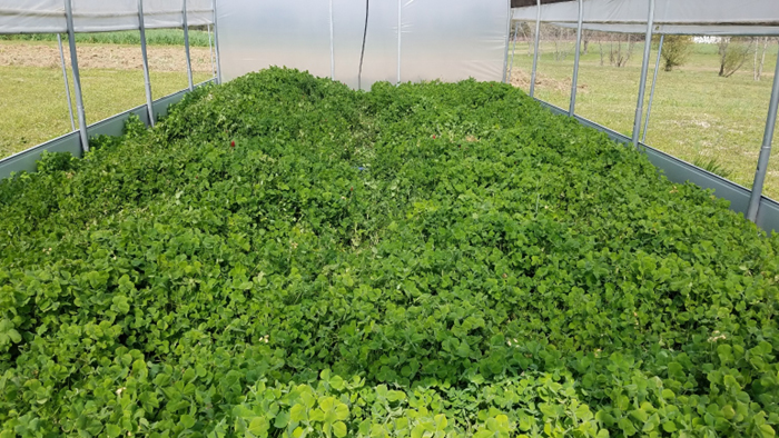 A photo of a large clover crop.
