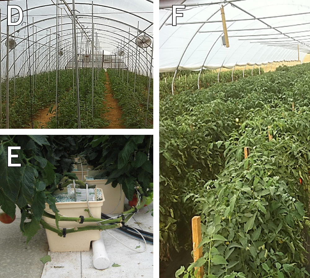 A figure containing the following three pictures: A picture of an internal support trellace. A picture of the base of a hydroponic operation. A picture of a traditional staking and stringing operation.