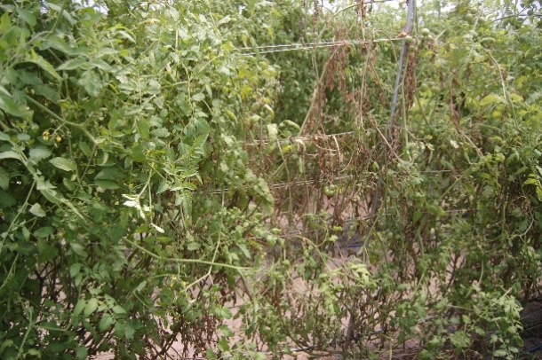 A photo of a cherry tomato plant with a fusarium infection