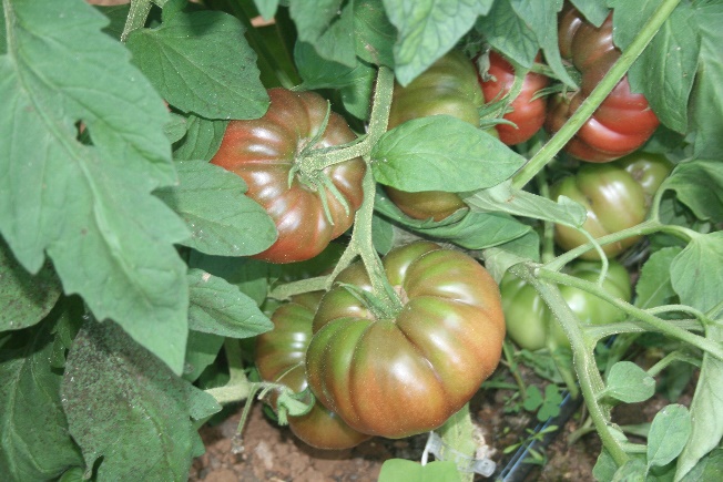 Another photo of a tomato plant