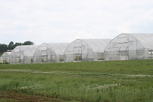 A row of high tunnels with ventilation systems