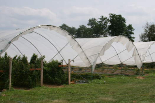 A row of high tunnels made with metal pipe