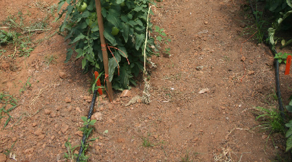 A photo of a staked plant with a drip irrigation line installed near the base.