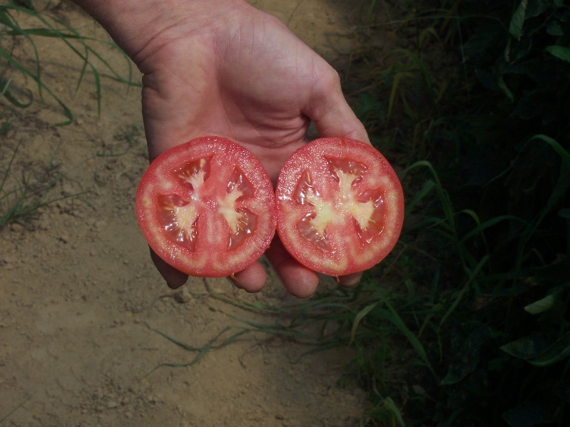 A photograph of tomato plants affected by high temperatures, producing tomatoes with white core 