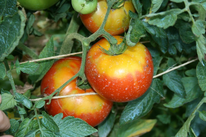 A photo of a yellow shoulder ripening disorder in a tomato.