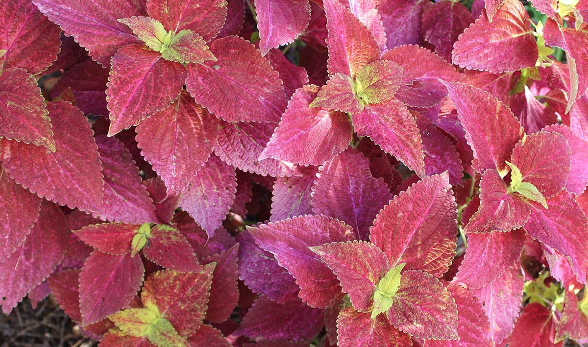 Plant with pink-colored leaves