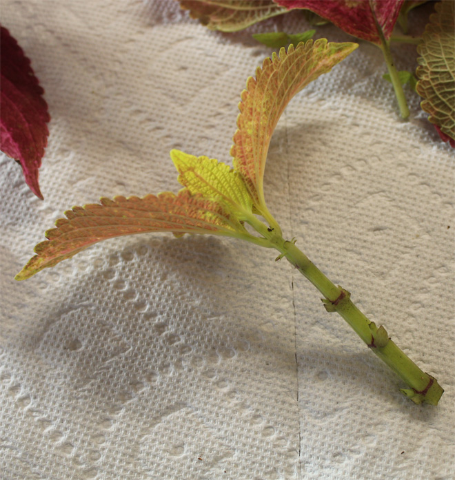 Plant cutting with leaves at the tip and leaves along the stem removed