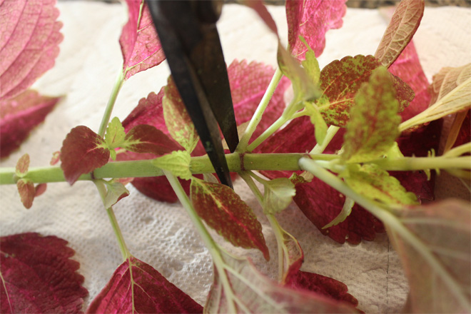 Stem with a pair of scissors held below a leaf node