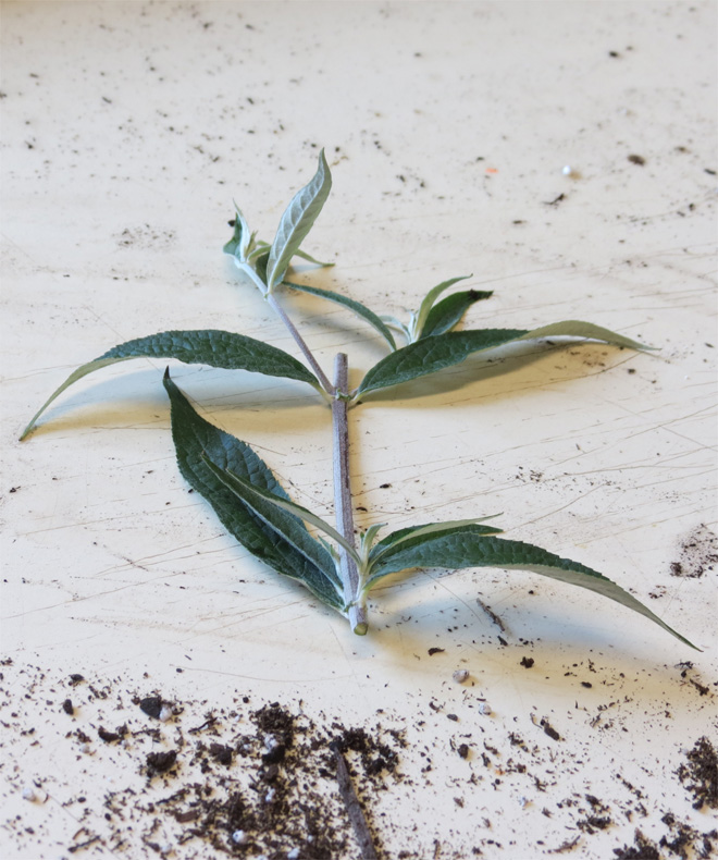 Plant cutting with leaves at each end of the cut stem