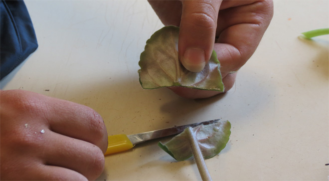 Person cutting a leaf perpendicular to the midvein