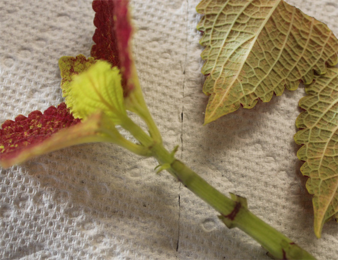 Cutting with leaves at the tip, next to larger leaves that have been cut