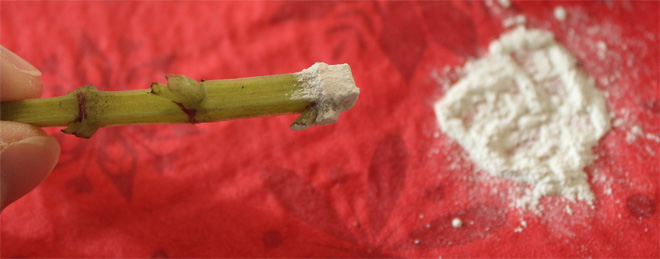 Cutting stem with the base covered in rooting powder