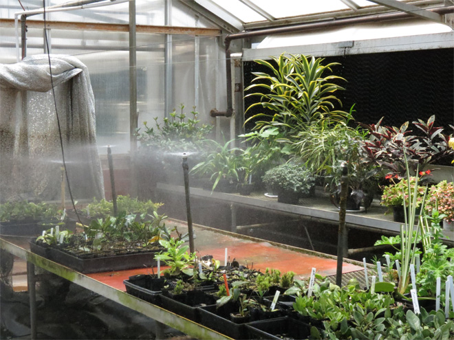 Plants propagating in a greenhouse being misted