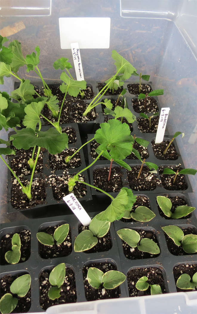 pallets of plants propagating in a plastic organization bin