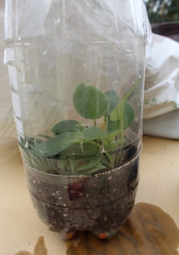 plants propagating in a plastic bottle