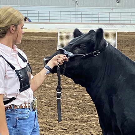 A photo of a handler standing in front of a heifer while gripping a halter with proper hand placement.