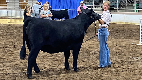 A photo of a handler in front of a heifer. The handler makes eye contact with the heifer and maintains a strong upright posture.
